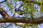 Carbonero comun (Parus major).jpg